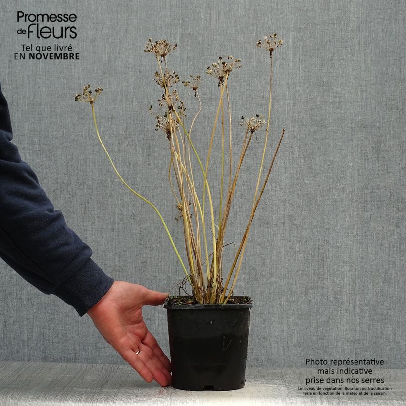 Exemplaar van Allium tuberosum Cliffs of Dover - Chinese bieslook Pot van 2 l/3 l zoals geleverd in de herfst