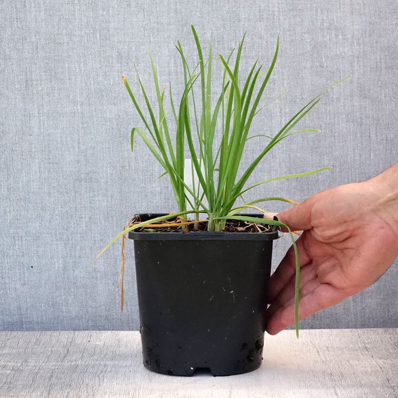 Exemplaar van Allium tuberosum Cliffs of Dover - Chinese bieslook Pot van 2 l/3 l zoals geleverd in de zomer