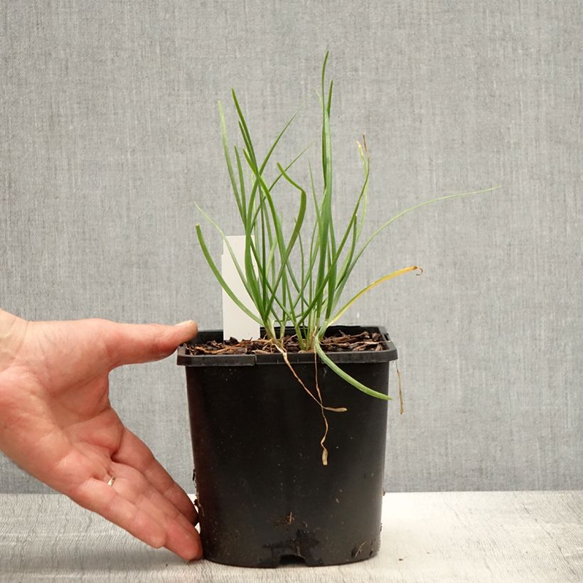 Exemplaar van Allium tuberosum Cliffs of Dover - Chinese bieslook Pot van 2 l/3 l zoals geleverd in de lente