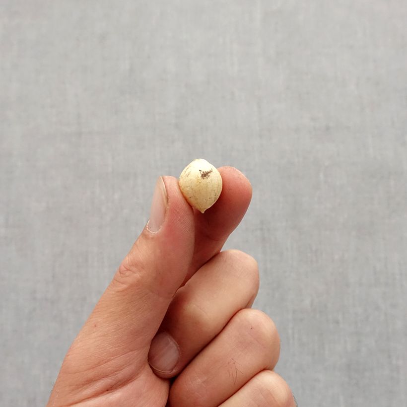 Exemplaar van Allium zebdanense - Bochtig look Bol kaliber 4+ zoals geleverd in de herfst