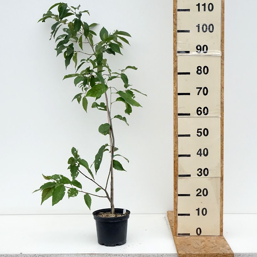 Exemplaar van Alnus x spaethii - Els Pot van 3 l/4 l zoals geleverd in de herfst