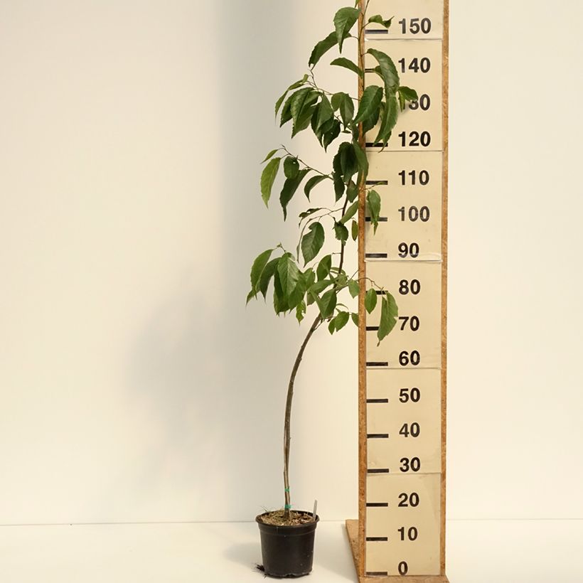 Exemplaar van Alnus x spaethii - Els Pot van 3 l/4 l zoals geleverd in de zomer