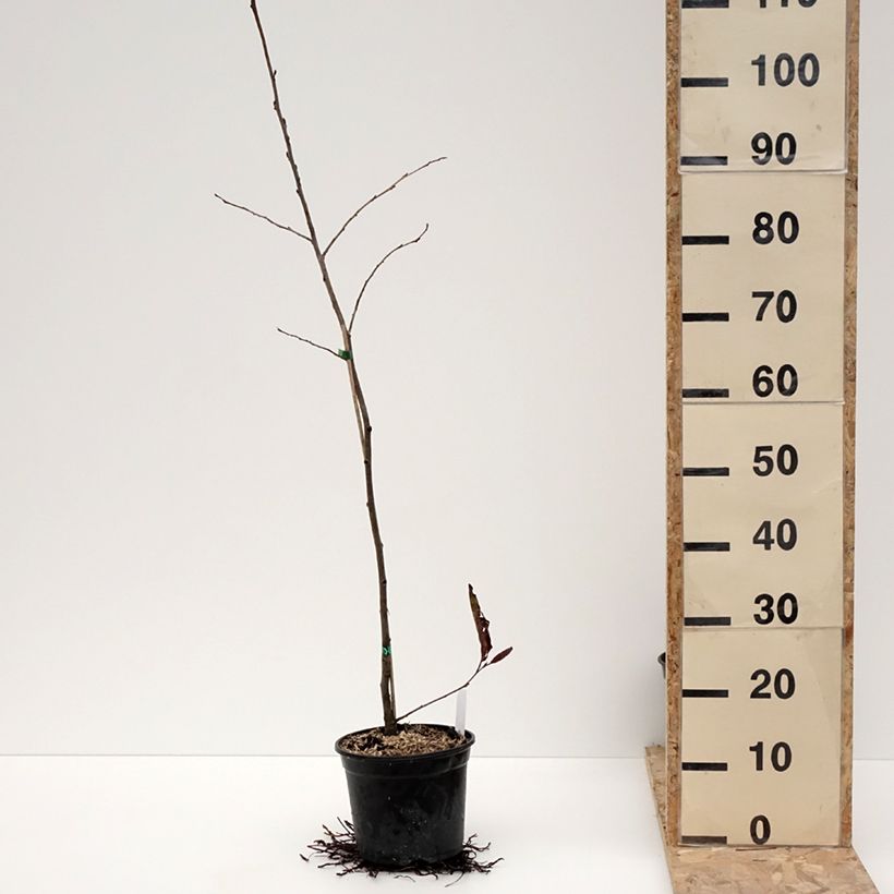 Exemplaar van Alnus spaethii - Aulne de Spaeth Pot de 3L/4L zoals geleverd in de winter
