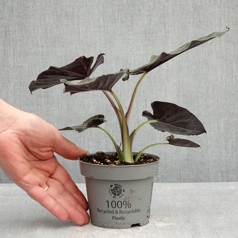 Exemplaar van Alocasia Antoro Velvet - Olifantsoor Pot van 12 cm / 13 cm zoals geleverd in de lente