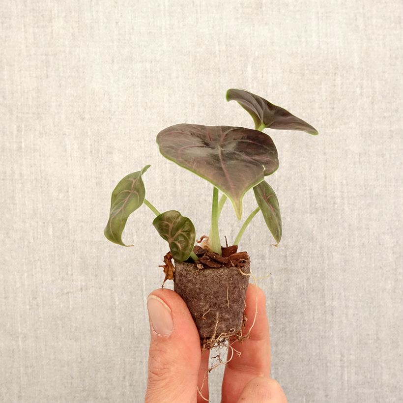 Exemplaar van Alocasia azlanii - Olifantsoor Mini-kamerplanten zoals geleverd in de lente
