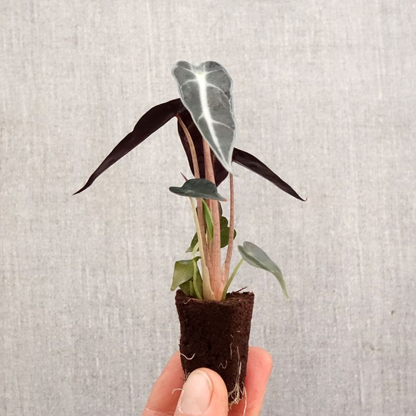 Exemplaar van Alocasia Bambino - Olifantsoor Mini-kamerplanten zoals geleverd in de lente