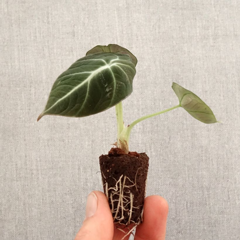 Exemplaar van Alocasia Black Velvet - Olifantsoor Mini-kamerplanten zoals geleverd in de lente