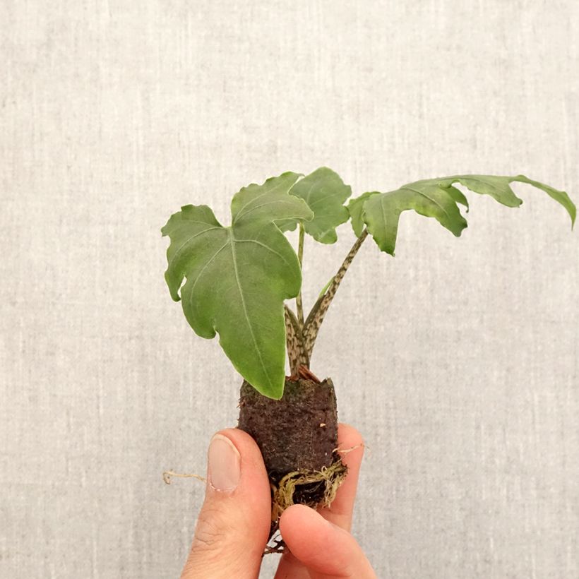 Exemplaar van Alocasia brancifolia - Olifantsoor Mini-kamerplanten zoals geleverd in de lente