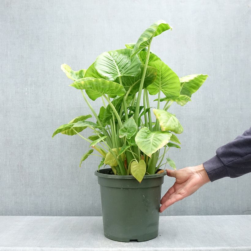 Exemplaar van Alocasia Calidora - Olifantsoor Pot van 7,5 l/10 l zoals geleverd in de lente