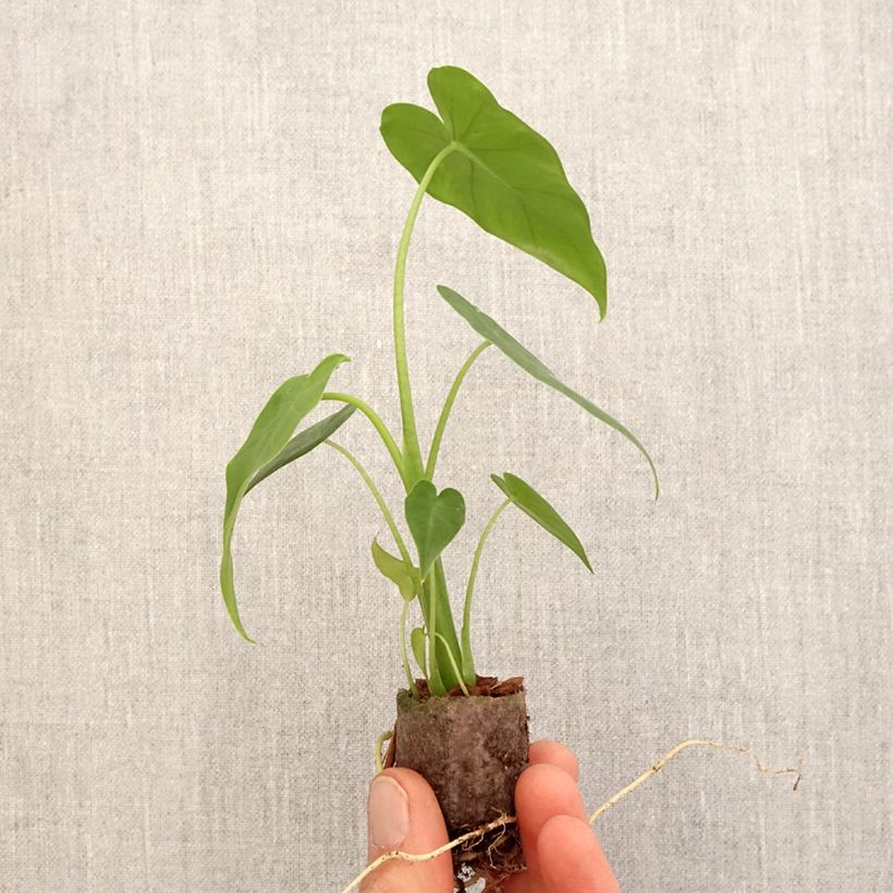 Exemplaar van Alocasia gageana California - Olifantsoor Mini-kamerplanten zoals geleverd in de lente