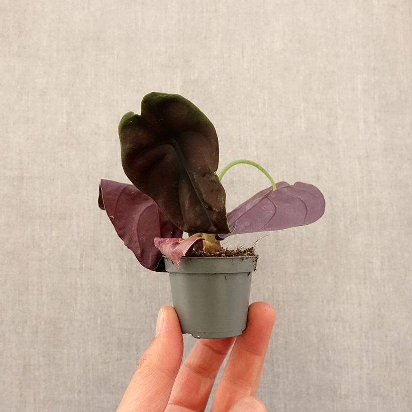 Exemplaar van Alocasia cuprea Red - Olifantsoor Mini-kamerplanten zoals geleverd in de lente
