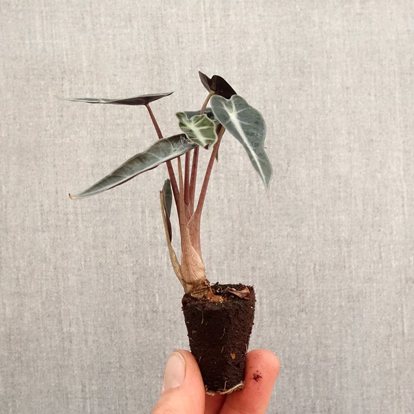 Exemplaar van Alocasia Curly Bambino - Olifantsoor Mini-kamerplanten zoals geleverd in de lente