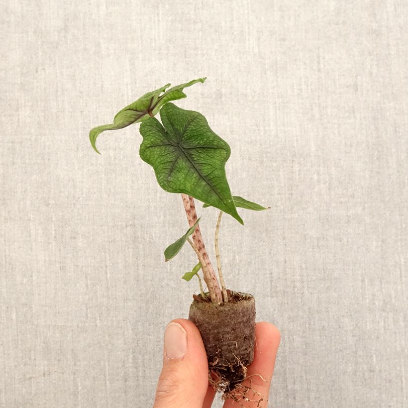Exemplaar van Alocasia Jacklyn - Olifantsoor Mini-kamerplanten zoals geleverd in de lente