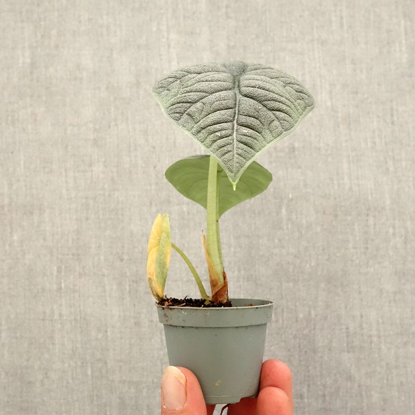 Example of Alocasia melo - Olifantsoor Mini-kamerplanten as you get in automne