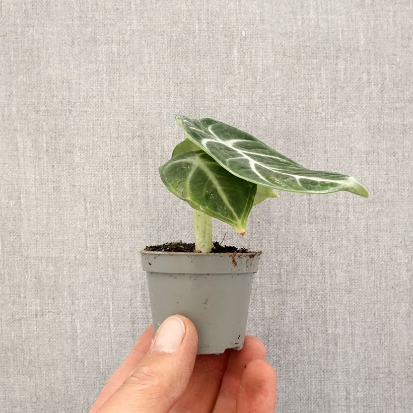Exemplaar van Alocasia Ninja - Olifantsoor Mini-kamerplanten zoals geleverd in de lente