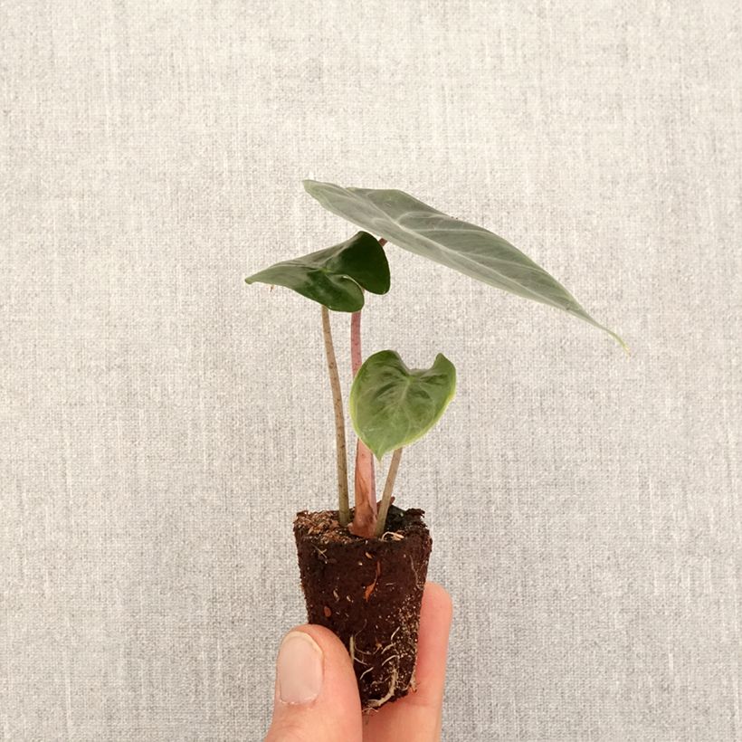 Exemplaar van Alocasia Pink Dragon - Olifantsoor Mini-kamerplanten zoals geleverd in de lente