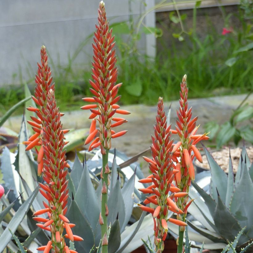 Aloe aristata - Aloë (Bloei)
