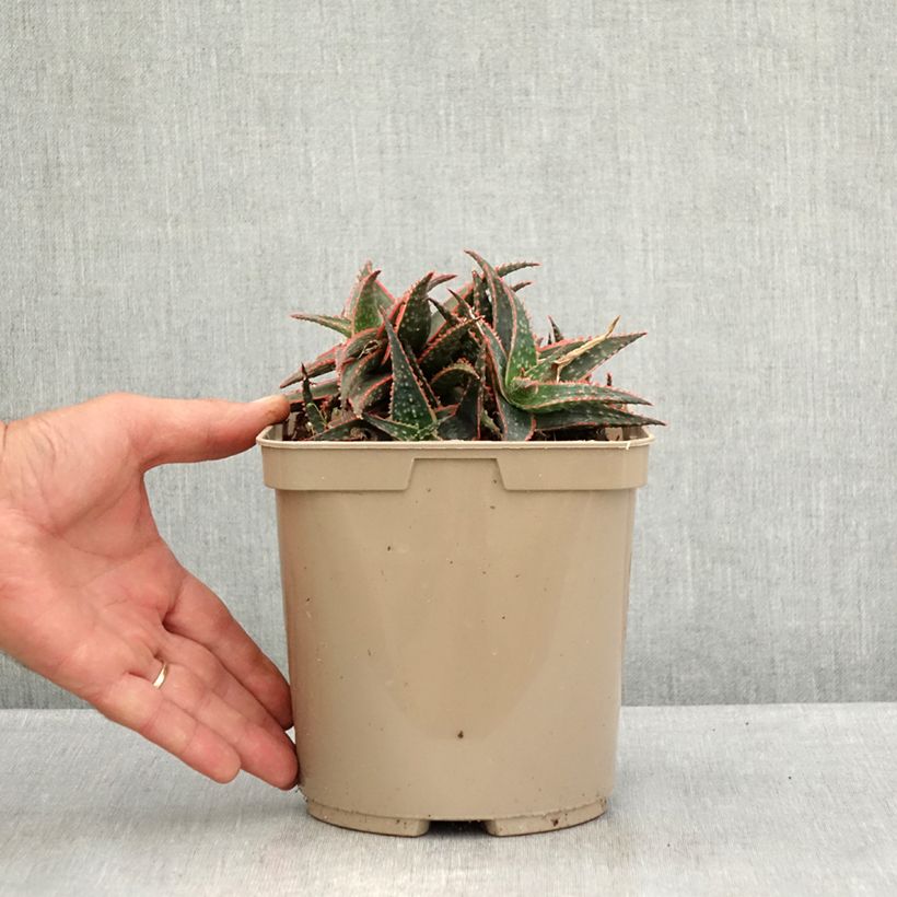 Exemplaar van Aloe Christmas Carol - Boomaloë Pot van 3 l/4 l zoals geleverd in de zomer