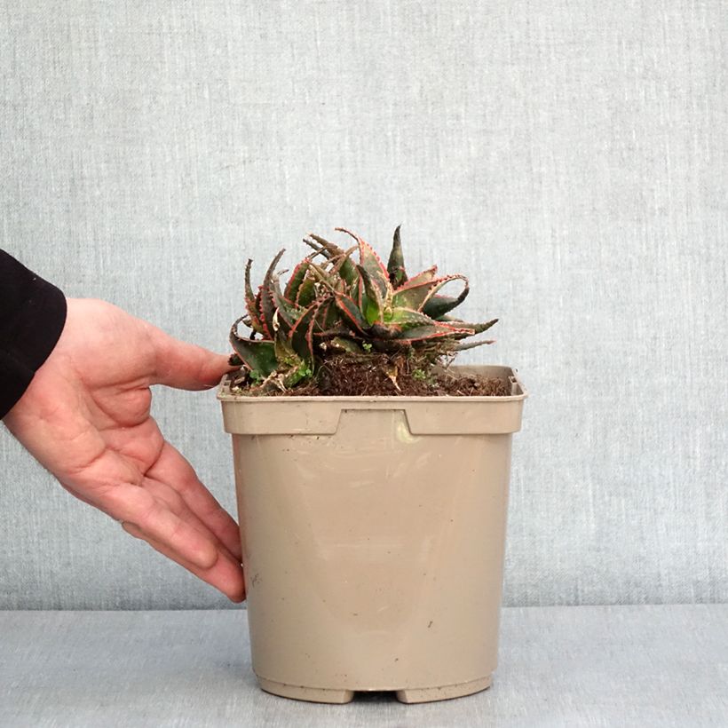 Exemplaar van Aloe Christmas Carol - Boomaloë Pot van 3 l/4 l zoals geleverd in de winter