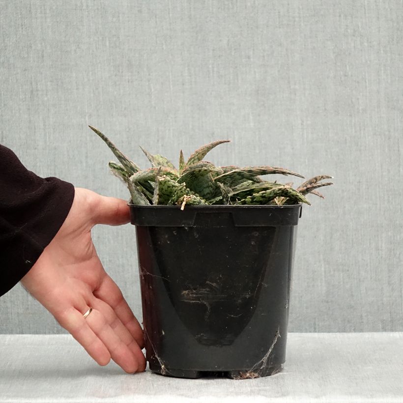 Exemplaar van Aloe Delta Lights - Boomaloë Pot van 3 l/4 l zoals geleverd in de herfst