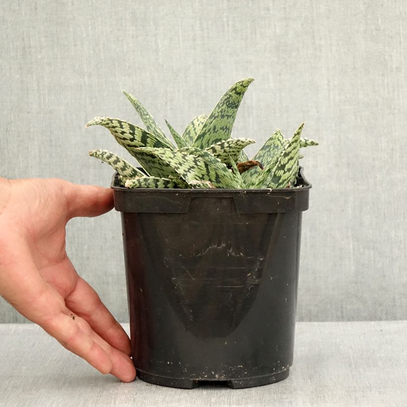 Exemplaar van Aloe Delta Lights - Boomaloë Pot van 3 l/4 l zoals geleverd in de zomer