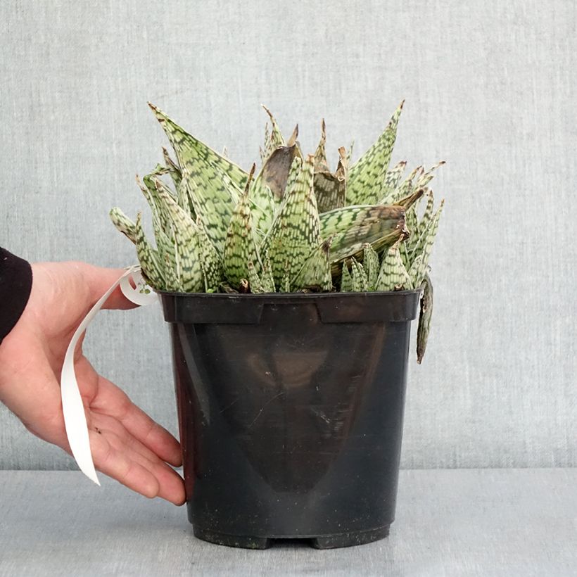 Exemplaar van Aloe Delta Lights - Boomaloë Pot van 3 l/4 l zoals geleverd in de winter