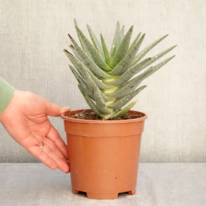 Exemplaar van Aloe dichotoma - Arbre carquois Pot van 2 l/3 l zoals geleverd in de winter