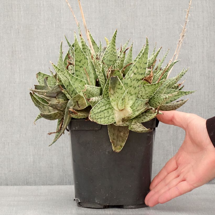 Exemplaar van Aloe harlana - Boomaloë Pot van 3 l/4 l zoals geleverd in de winter