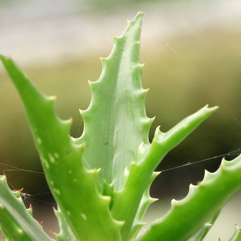 Aloe morogoroensis - Boomaloë (Blad)
