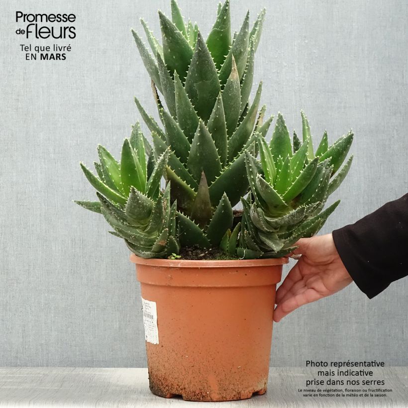 Exemplaar van Aloe perfoliata - Aloë Pot van 7,5 l/10 l zoals geleverd in de lente