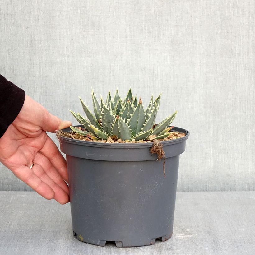 Exemplaar van Aloe polyphylla - Spiraalaloë Pot van 2 l/3 l zoals geleverd in de winter