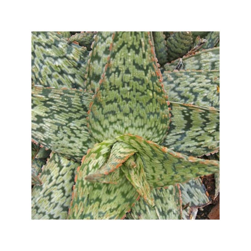 Aloe rauhii Cleopatra - Boomaloë (Blad)