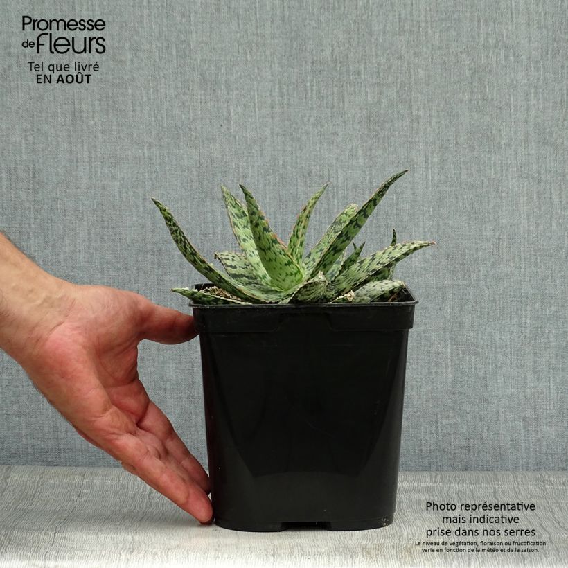 Exemplaar van Aloe rauhii Cleopatra - Boomaloë Pot van 2 l/3 l zoals geleverd in de zomer