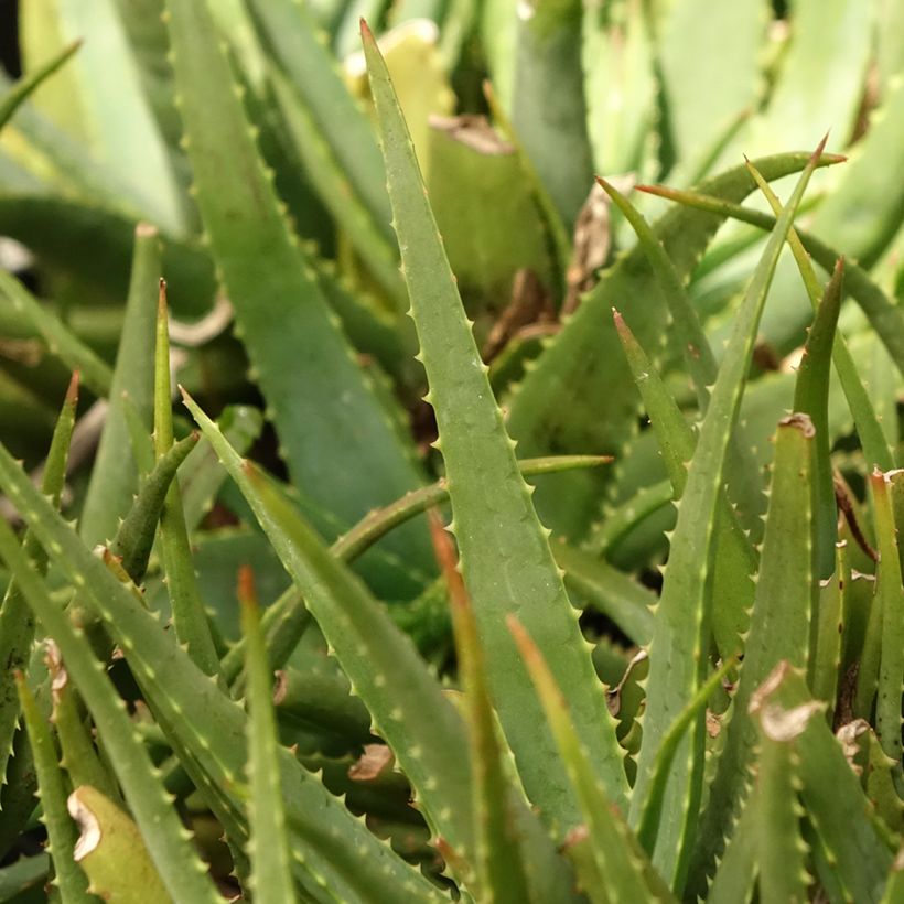 Aloe Safari Sunrise - Kandelaar aloë (Blad)