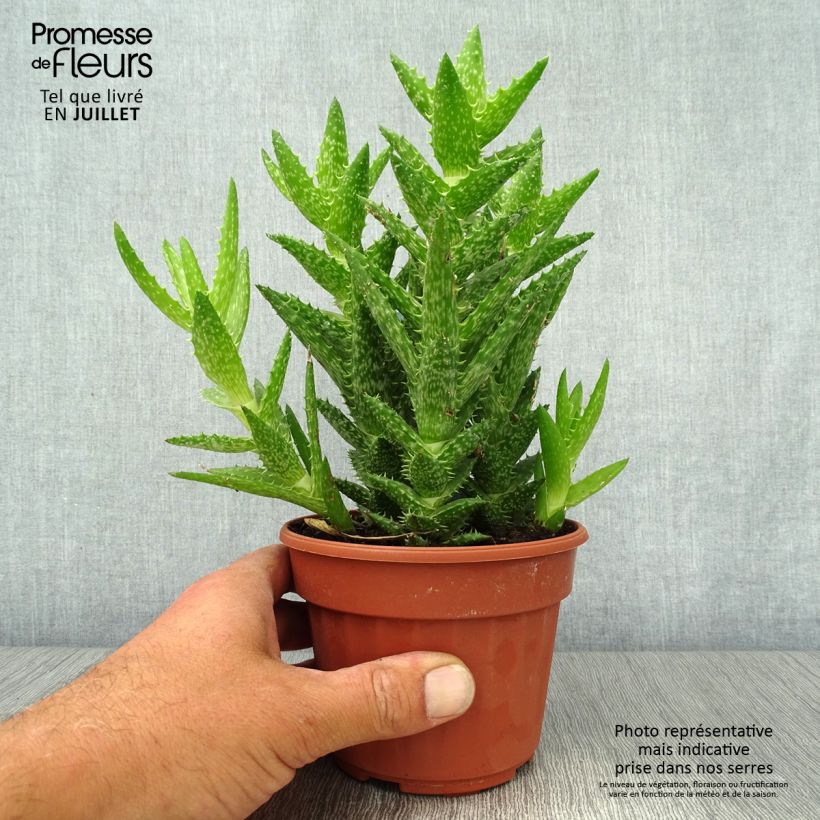 Exemplaar van Aloe squarrosa - Boomaloë Pot van 12 cm / 13 cm zoals geleverd in de zomer