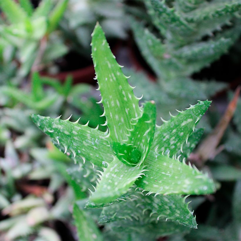 Aloe squarrosa - Boomaloë (Blad)