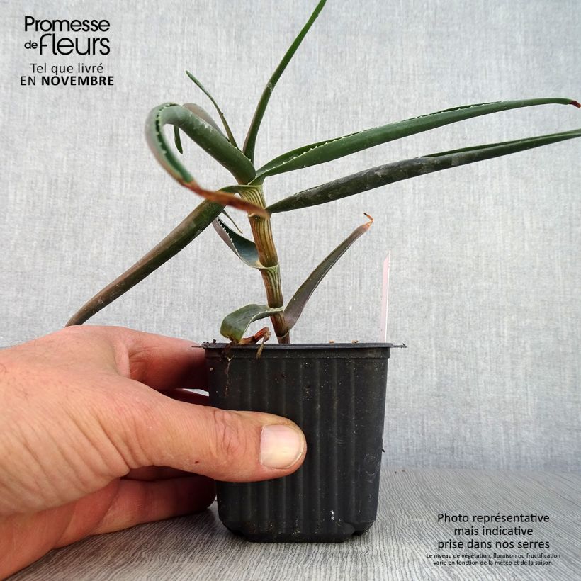 Exemplaar van Aloe striatula ArticJungle - Aloès arbustif Godet de 8/9 cm zoals geleverd in de herfst