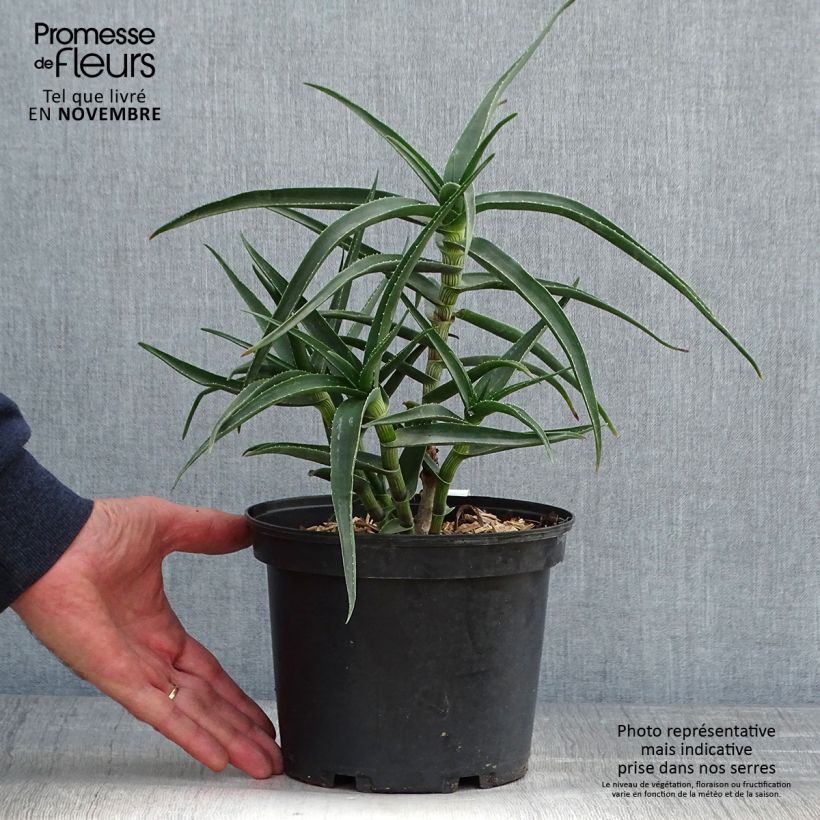 Exemplaar van Aloe striatula - Boomaloë Pot van 2 l/3 l zoals geleverd in de herfst