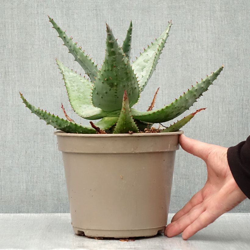 Exemplaar van Aloe ferox - Kortbladige aloë Pot van 4 l/5 l zoals geleverd in de herfst