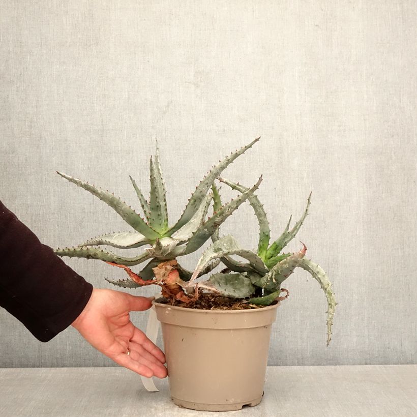 Exemplaar van Aloe ferox - Kortbladige aloë Pot van 4 l/5 l zoals geleverd in de lente