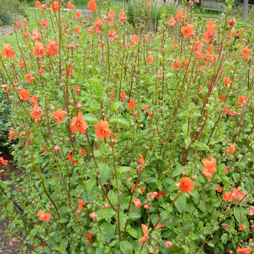 Alonsoa meridionalis Improved Fireball - Maskerbloem (Groeiplaats)