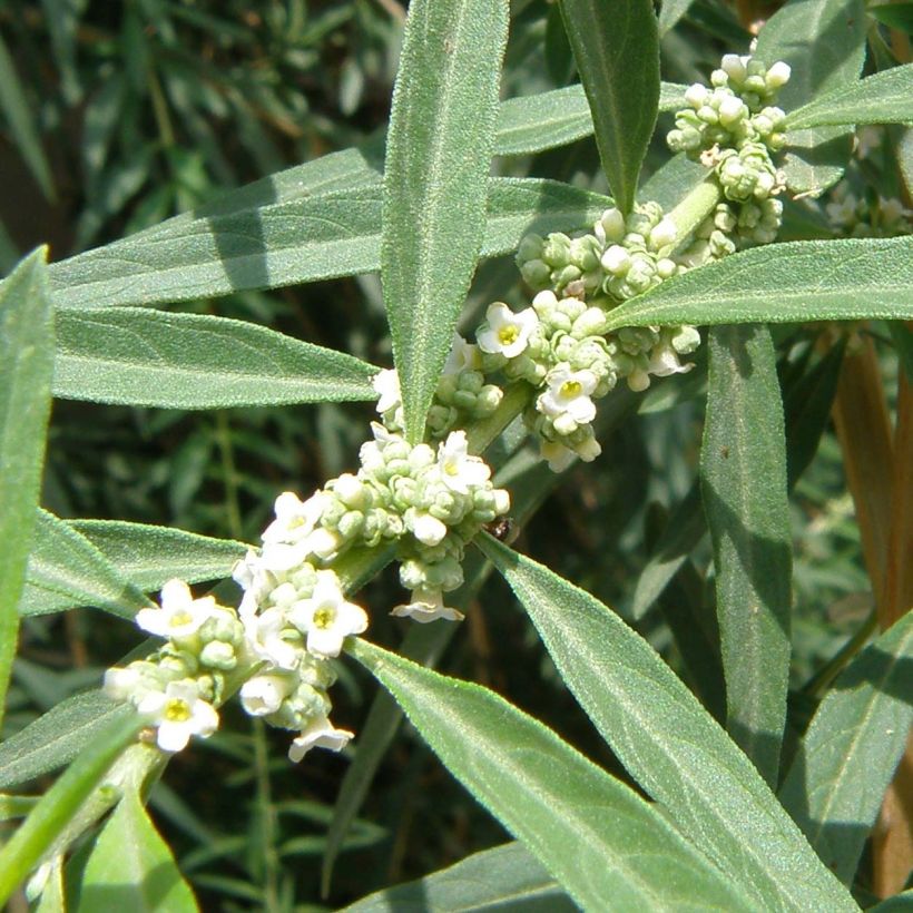 Argentijnse muntverbena - Aloysia polystachya (Bloei)