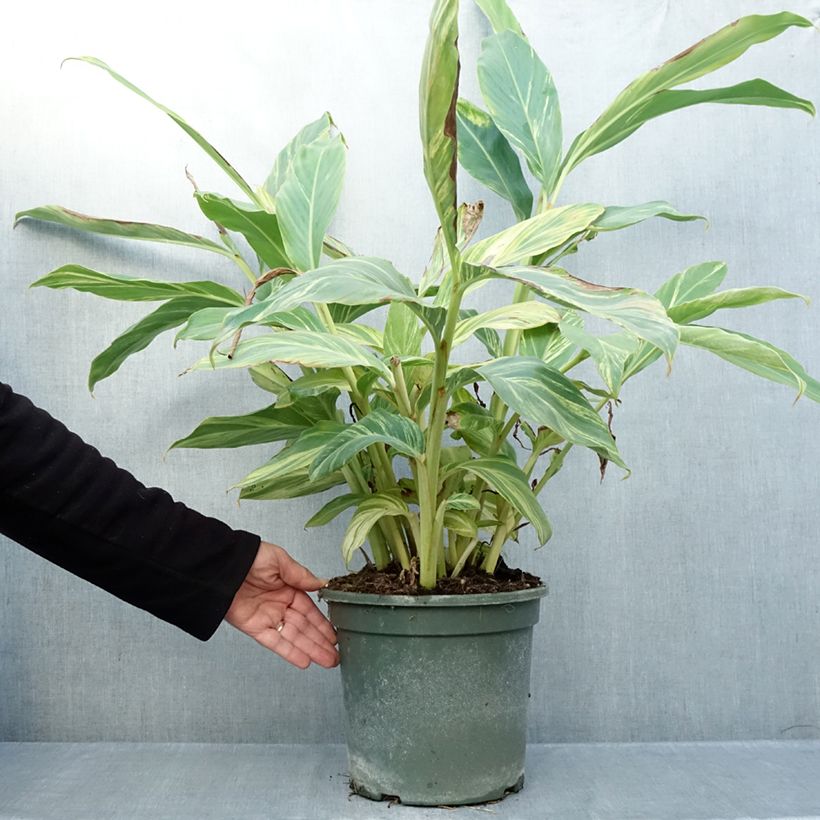 Exemplaar van Alpinia zerumbet Variegata - Schelpgember Pot van 4 l/5 l zoals geleverd in de herfst