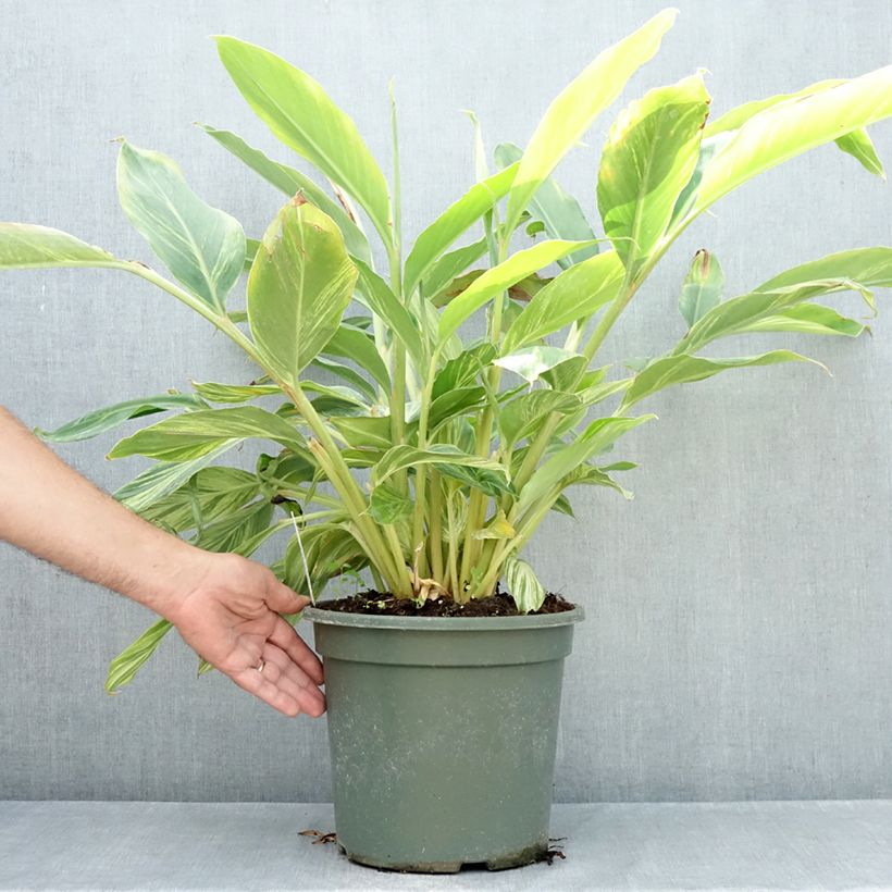 Exemplaar van Alpinia zerumbet Variegata - Schelpgember Pot van 4 l/5 l zoals geleverd in de zomer