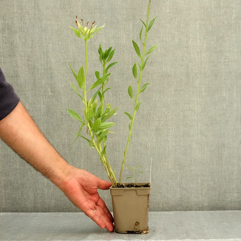 Exemplaar van Alstroemeria Duc d'Anjou Charles - Incalelie Pot van 1 l/1,5 l zoals geleverd in de zomer