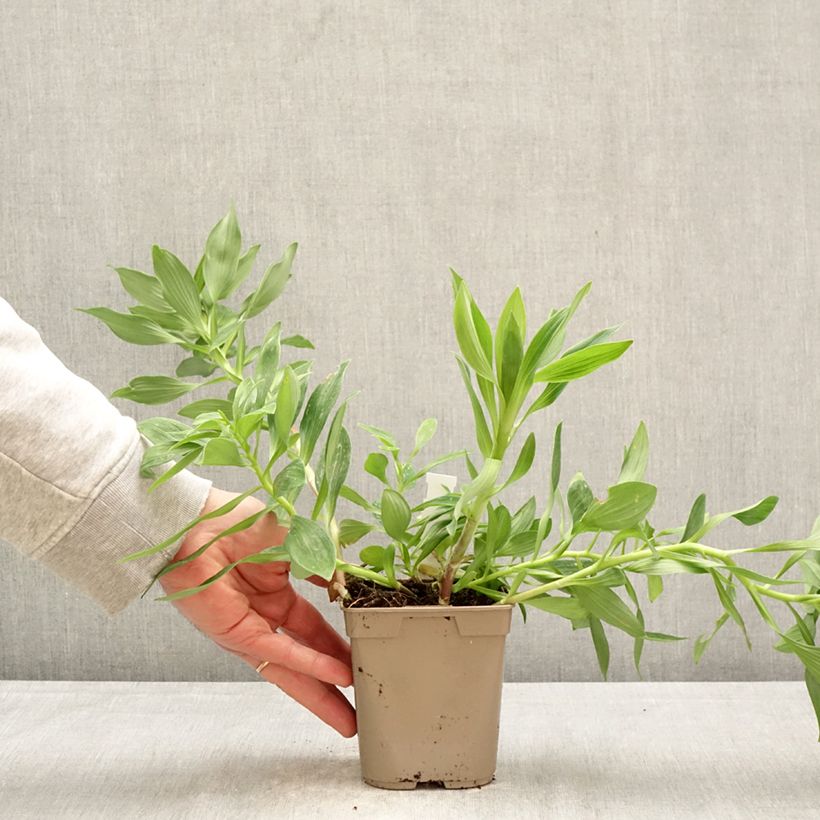 Exemplaar van Alstroemeria Duc d'Anjou Charles - Incalelie Pot van 1 l/1,5 l zoals geleverd in de lente