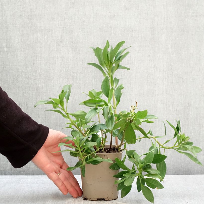 Exemplaar van Alstroemeria Duc d'Anjou Edouard - Incalelie Pot van 1 l/1,5 l zoals geleverd in de lente