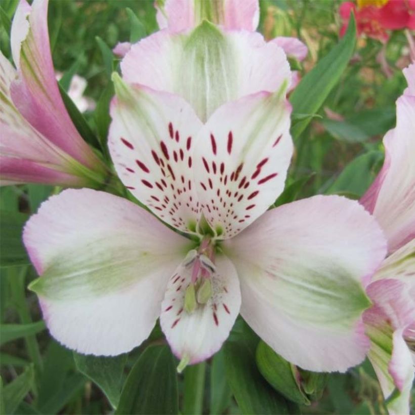 Alstroemeria Duc d'Anjou François - Incalelie (Bloei)