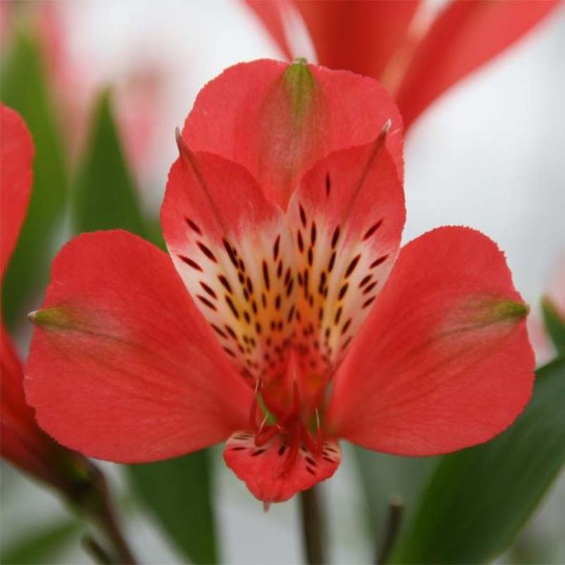 Alstroemeria Duc d'Anjou Louis - Incalelie (Bloei)