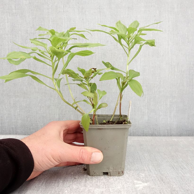 Exemplaar van Alstroemeria Duc d'Anjou Louis - Incalelie Kweekpotje van 8/9 cm zoals geleverd in de winter